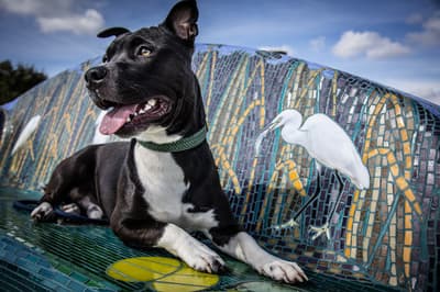 Loki - @itslokislife