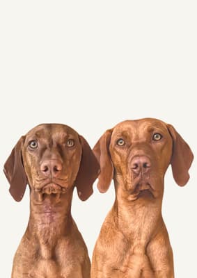 Zoe & Vespa - @zoe.thevizsla