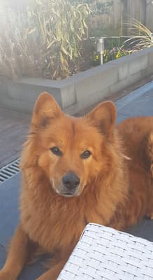 Briskey - @briskeydehond