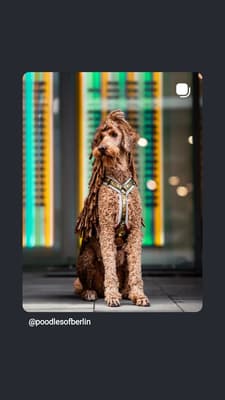 Rigby - @poodlesofberlin