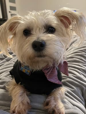 Wally - @whereswallyh