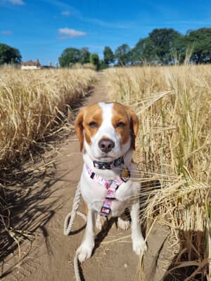 Pippa - @pippapoochbeaglier