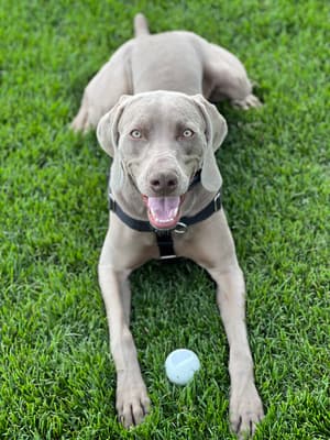 Sherlock - @sherlock-weimaraner