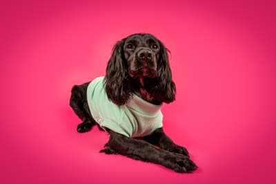 Merlin - @freddie-merlintheblackspaniels