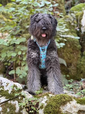 Sora - @sua.onix.sora_and.family