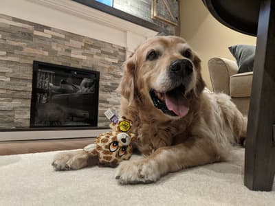 Cooper - @coopersplacepetsitter