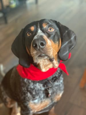 Tucker - @improperhound