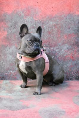 Tonka - @tonka.bluefrenchie