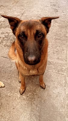 Koda - @koda-stella