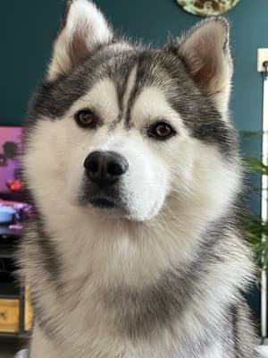 Bailey - @pomsk-ybailey