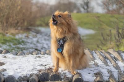 Honey - @floofventure