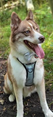 Loki - @lokibear-pomsky