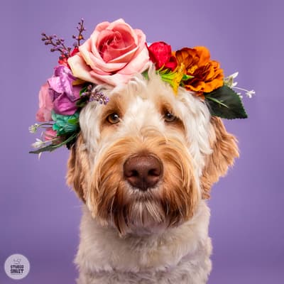 Hunter - @labradoodle.doortje