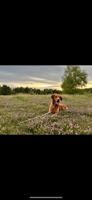 Ranger - @ranger_goldenretriever
