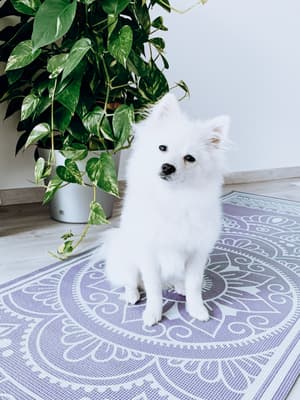 LuLu - @pomeranian-lulu
