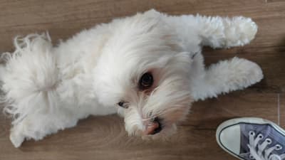 Poco - @worldof-poco