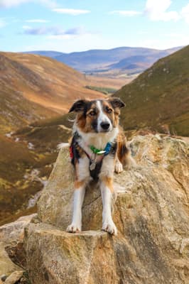 Bramble - @bramblethecollie-1