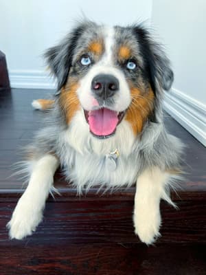 Frankie - @miniaussiefrankie