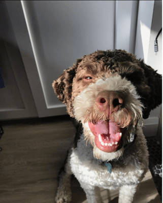 Reuben - @veryawkwarddog