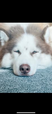 Hunter - @huskyfamilyxx
