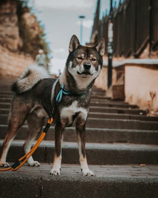 Meito - @meitotheshikoku