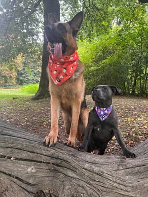 Levi - @the-adventuresoflittleandlarge
