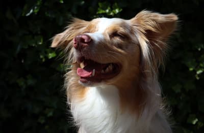 Bliksem - @bliksemtheaussie
