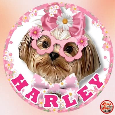 Harley - @harley-yorkie-quinn