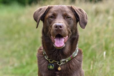 Bailey - @labradors-oscarandbailey-1