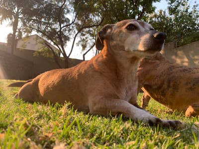 Diff Dawson - @2woofsand2purrs