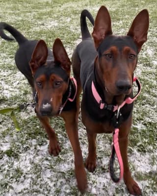 Ivy & inka - @ivyandinkachinesereddogs