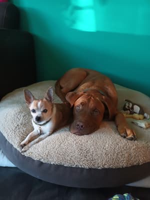 Spikey, The dutchess, Muis - @adventures-of-a-furrpack
