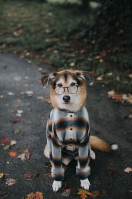 Foxy - @jesphotography