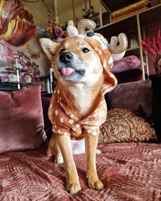 Nayla - @shibainunayla