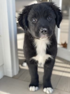 Halle - @thehallepup