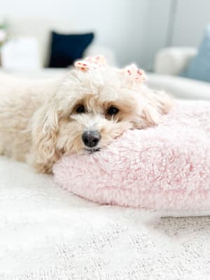 Honey - @honeyboothecavapoo