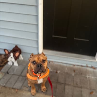 Meatball - @misfittails