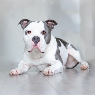Tommy - @tommythebully