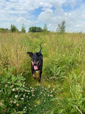 Pongo - @manchesterterrier-pongo