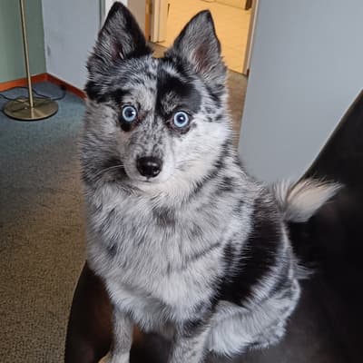 Zima - @zimathepomsky