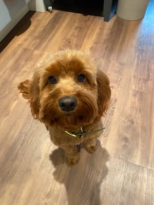 Truffle - @truffle-poo21