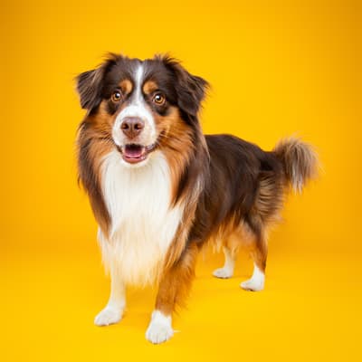 Pixel - @mini.aussie.pixel