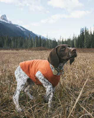 Huck - @ourdoghuck