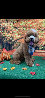 Kenzo - @the-doodle-rescue-duo