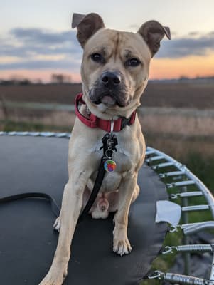 Roscoe - @bullyxroscoe