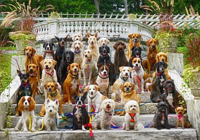 The Pack - @saratogadogwalkers