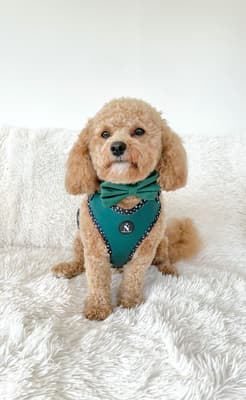 Willow - @willowthepoochon