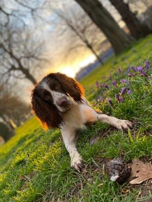 Bella - @bella.the.springerspaniel