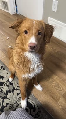 Benji - @lifeofbellabenji