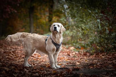 Indy - @goldandsweetindy